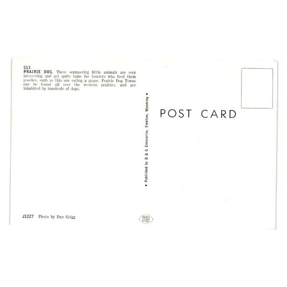 Prairie Dog Postcard Dan Grigg Published D G Enterprises Wyoming Animal Roadside - Picture 2 of 2